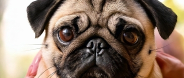 Pug Care Guide