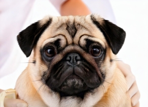 Pug Care Guide