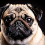 Pug Dog Breed