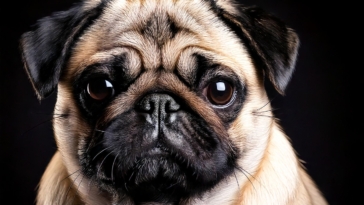 Pug Dog Breed