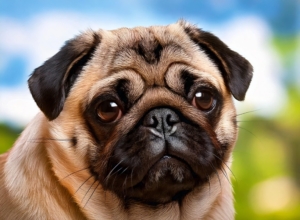 Pug Health and Wellness