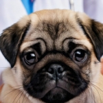 Pug Puppy Care