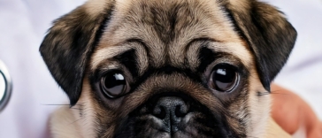 Pug Puppy Care