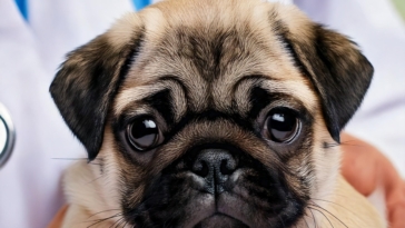 Pug Puppy Care