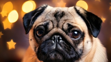 Pug Stars on Instagram