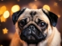 Pug Stars on Instagram