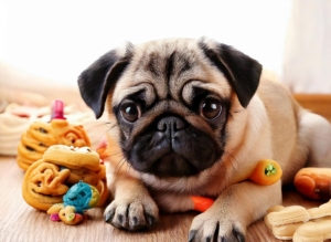 Pug Toys and Treats