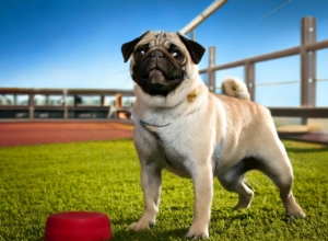 Pug Training Basic