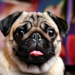 Pug most Popular TV Shows