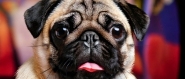 Pug most Popular TV Shows