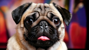 Pug most Popular TV Shows