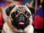 Pug most Popular TV Shows