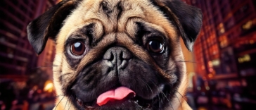 Pugs in Hollywood
