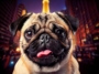 Pugs in Hollywood