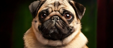 Pugs in Movies