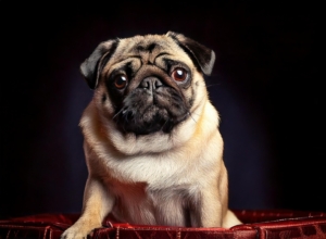 Pugs in Movies