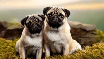 Pugs on Instagram