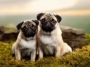 Pugs on Instagram