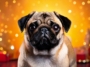 Pugs trend in Pop Culture