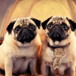 Retro Pugs and Standard Pugs