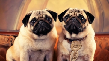 Retro Pugs and Standard Pugs