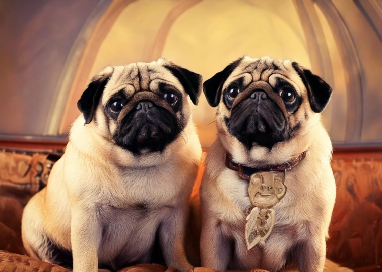 Retro Pugs and Standard Pugs