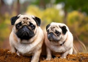 Retro Pugs and Standard Pugs