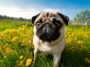 Sassy Nature of Pugs