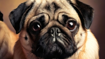 The History of Retro Pugs