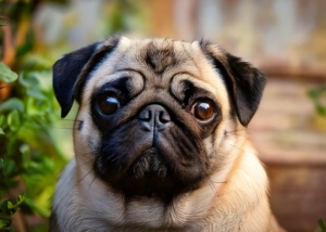 The History of Retro Pugs