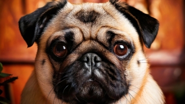 The Retro Pug Breed