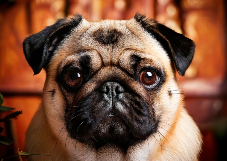 The Retro Pug Breed