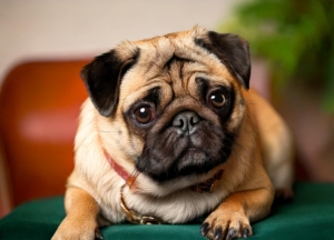 The Retro Pug Breed