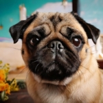 The Retro Pug of Temperament