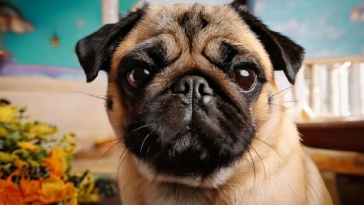 The Retro Pug of Temperament