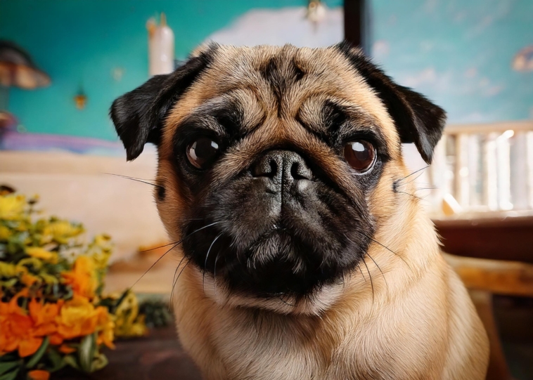 The Retro Pug of Temperament