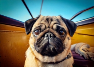 The Retro Pug of Temperament