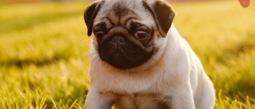 Train Your Pug Puppies
