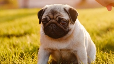 Train Your Pug Puppies