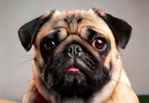 celebrity pug Dogs