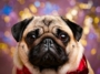 celebrity pug Dogs