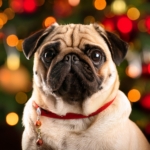 Pug Ornament