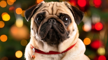 Pug Ornament