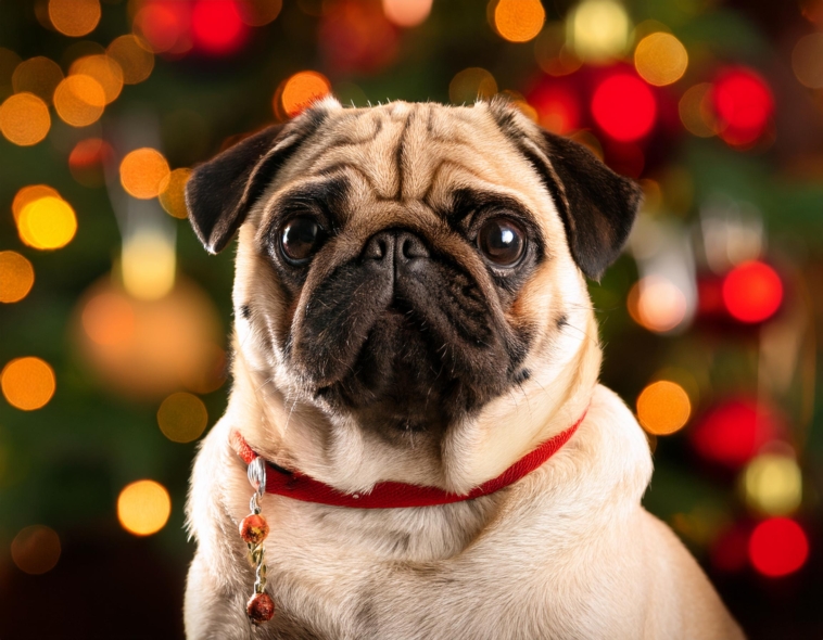 Pug Ornament