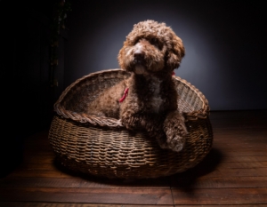 Dog Breed Lagotto