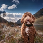 Dog Breed Lagotto