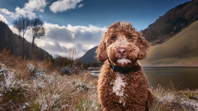 Dog Breed Lagotto