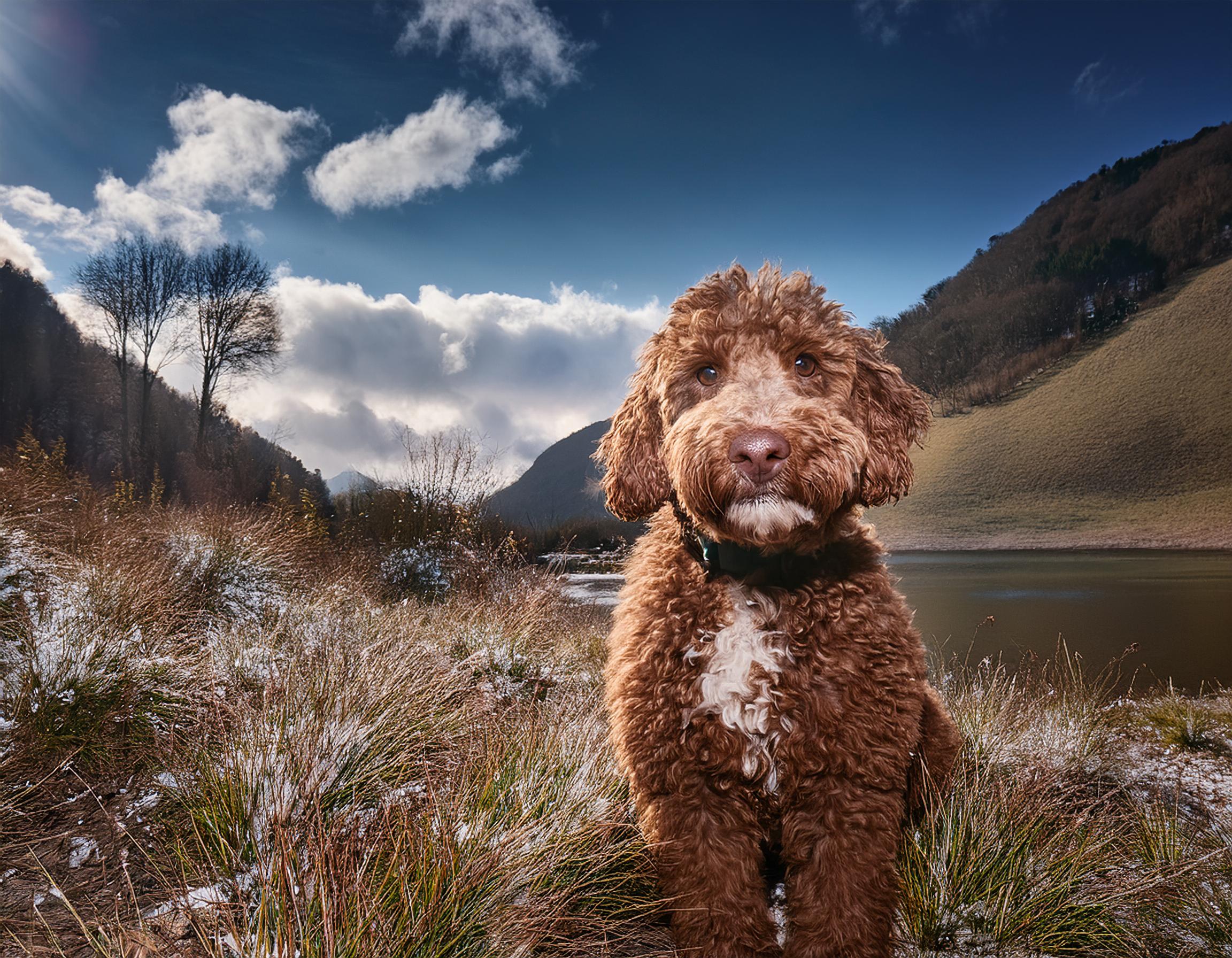 Dog Breed Lagotto