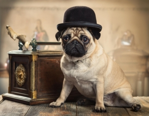 retro pug and traditional pug