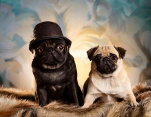 Retro Pug and Traditional